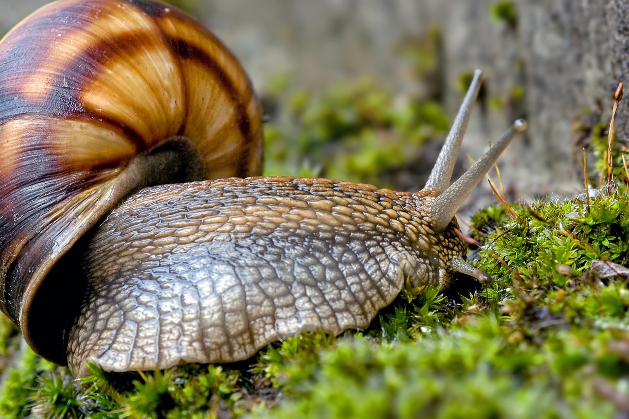 The Invisible Majority: Unraveling the Story of Soil Biodiversity